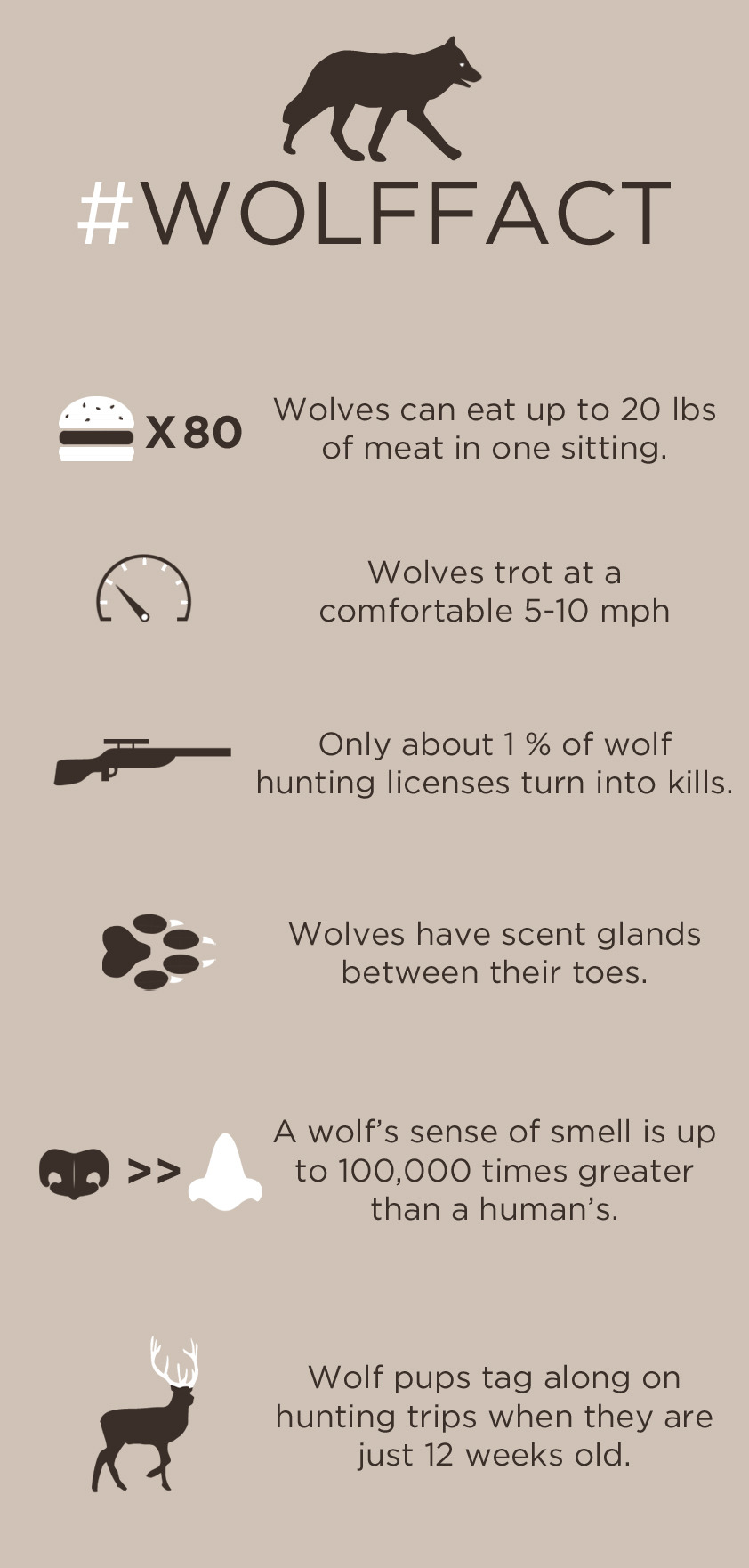 6 Easy Facts About Wolves - Amazing Facts About Animals