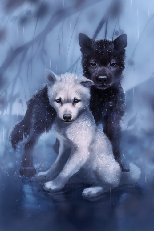 white wolf cub | Tumblr