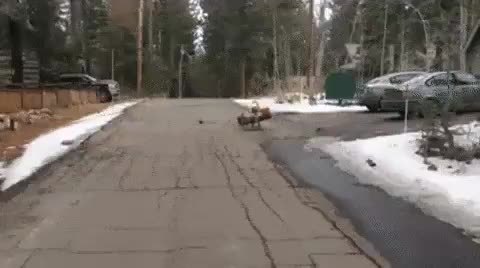 awwsfordays