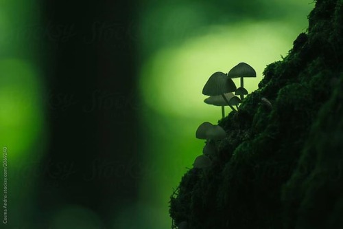 photosworthseeing:photocosma:Mushroons in green...