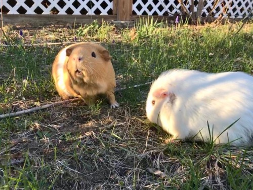 adventuringbeans:The pigs got to go outside and eat grass for...