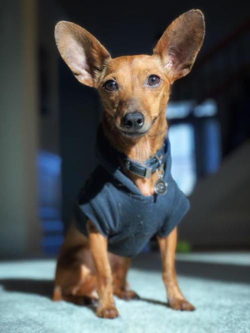 totallydoglife