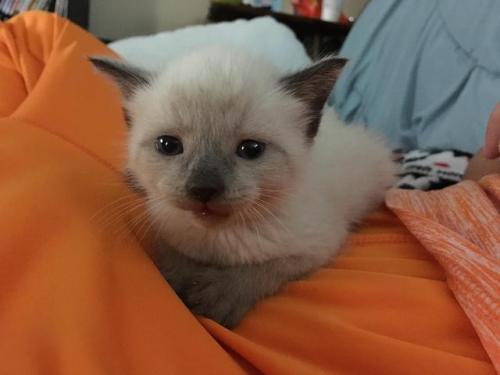 awwcutefuzzyanimals:My dad found this kitten on the street, she...