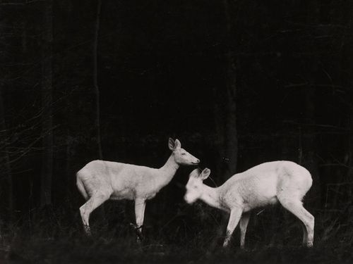 nationalgeographicmagazine:Deer, MichiganPhotograph by George...