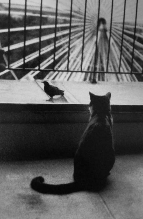 petit-poisson-en-cage:the-night-picture-collector:Henri...