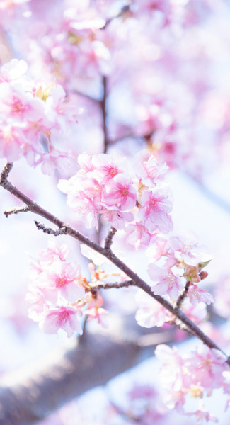 Sakura Flower Wallpaper Tumblr