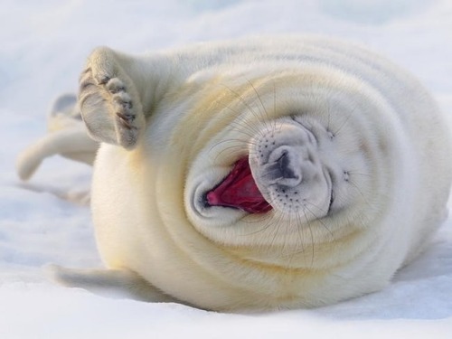 cute-n-adorable:Sleepy ❤️You yawned.