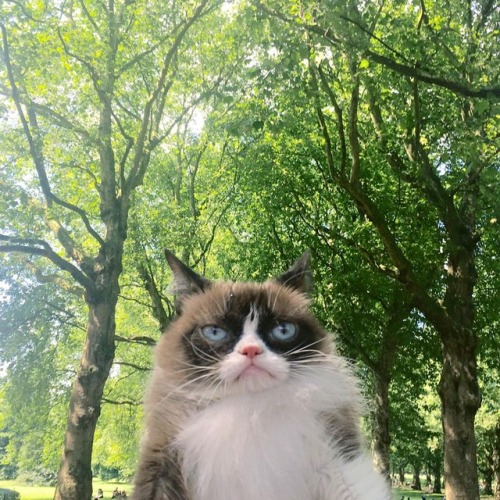 babydogdoo:Grumpy Cat