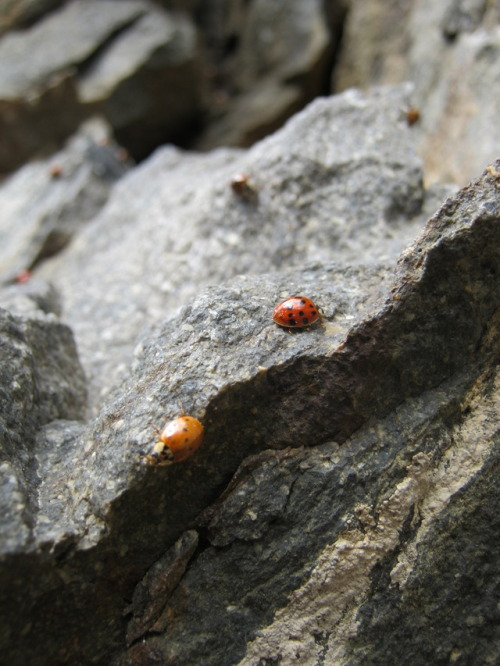 harpsicalbiobug