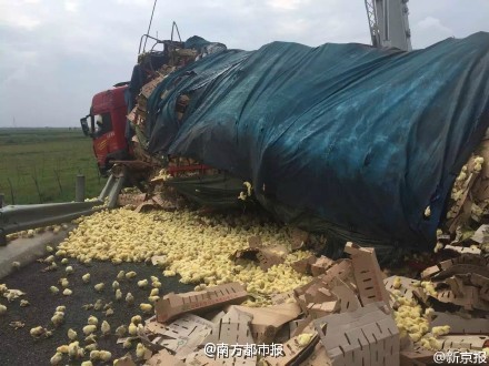 theinturnetexplorer:A truck carrying over 10,000 chicks...