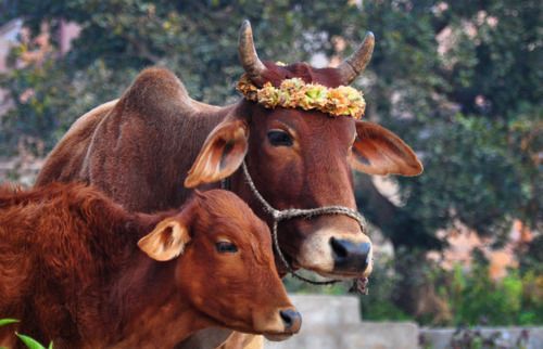 ainawgsd:Cows with Flower Crowns