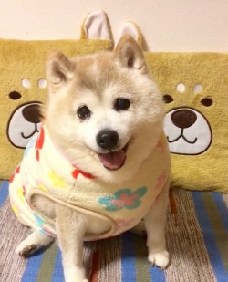 Fat Doge Tumblr