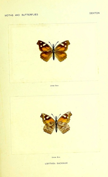 wapiti3:Moths and butterflies of the United States, east of...