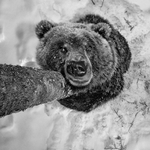 hoscos:Bear love@paulnicklen