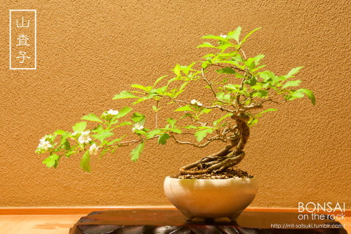 山査子（サンザシ）の盆栽SANZASHI, Japanese Hawthorn bonsai2018.5.3 撮影bonsai...