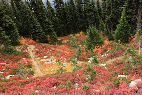 burningmine:Heather-Maple Pass, October 2018