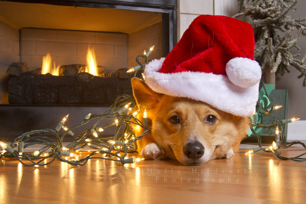 mostly dogs mostly — Christmas Corgi (by hhildrethphoto)