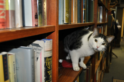 bookmania:bookorithms:Perfection is a bookstore with cats in...