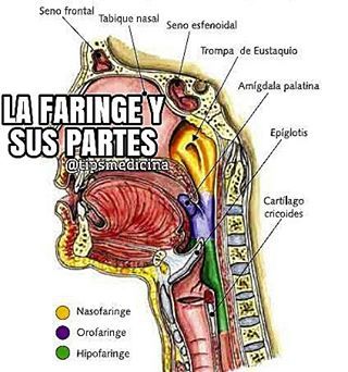 Juliogran — La faringe @TipsMedicina #Faringe #Anatomía...