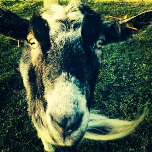 <p>Sunny day on the farm #firstpost #goat #angliafarmshop</p>