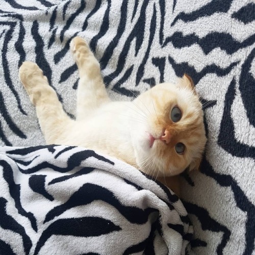 atraversso:My name is Coconut and i love sleeping.Credit:...