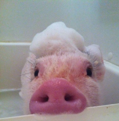 cute-overload:In honor of my cake day, here is a pig in a...