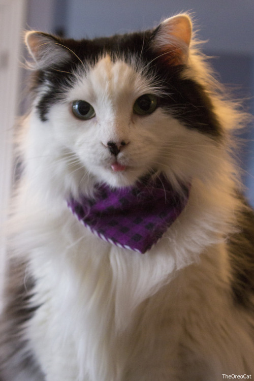 theoreocat:smol blep.