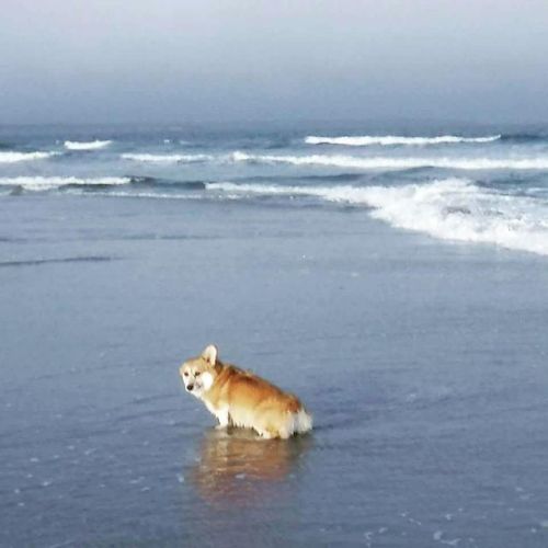 Beach Pee Tumblr