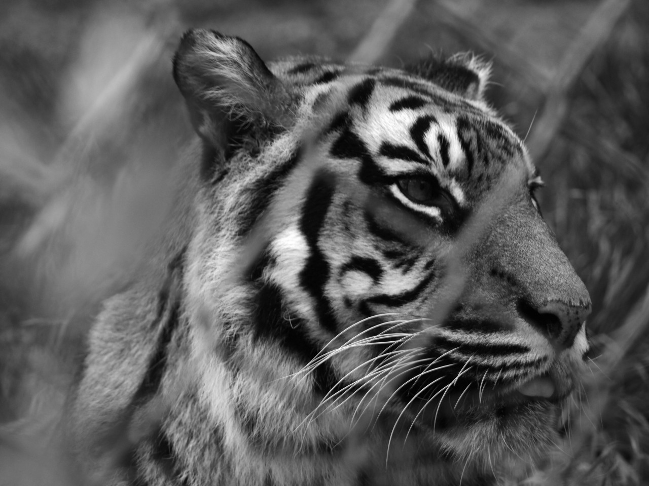 Sumatran Tigers - Wellington Zoo, Newtown, NZ at Dylan Firn