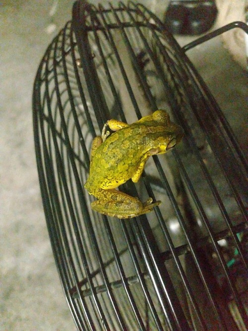 48 Top Pictures I Found A Frog In My Backyard / Hunter ...