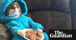 Us Embassy Apologises After Mistakenly Sending Cookie Monster Cat Invitation“Sorry