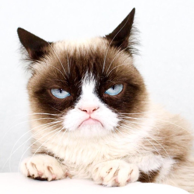 The Official Grumpy Cat's Tumblr