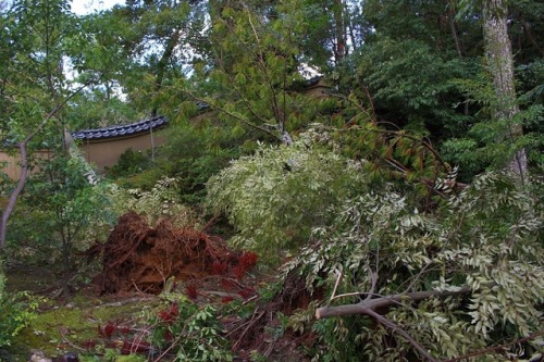 chitaka45:地震後 金閣寺早朝からすばやい復旧作業で拝観できたKinkakuji temple after...