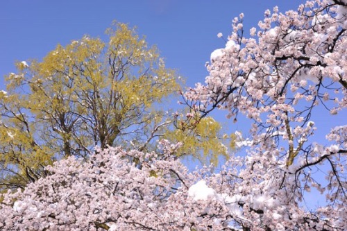 zekkei-beautiful-scenery:Cherry blossoms and snow falling in...