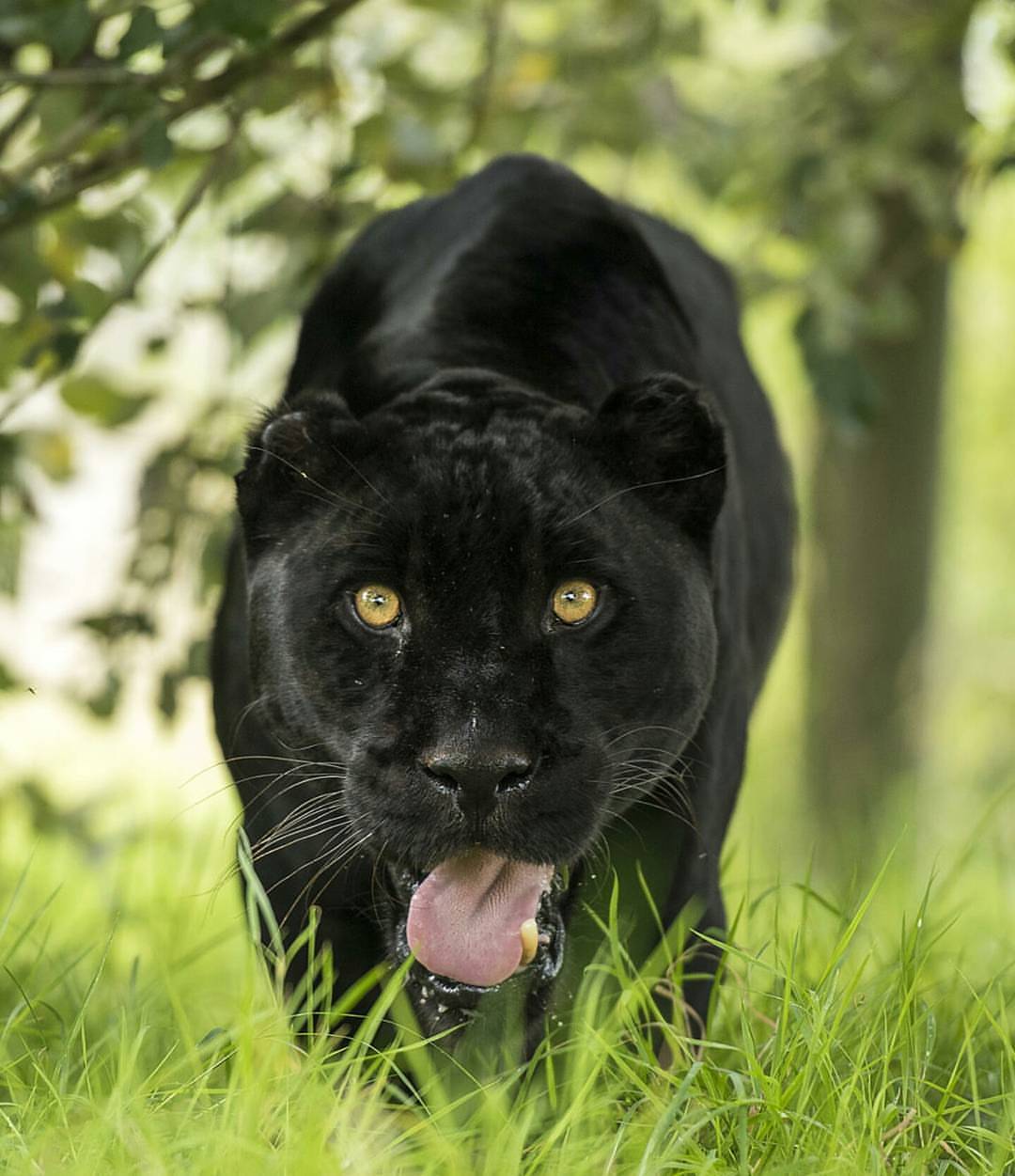 Wildlife Animals & Nature — . Black Jaguar. Photography by © (Colin...