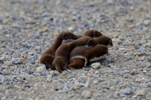 fatass-mcnotits:a group of weasels can be called a...