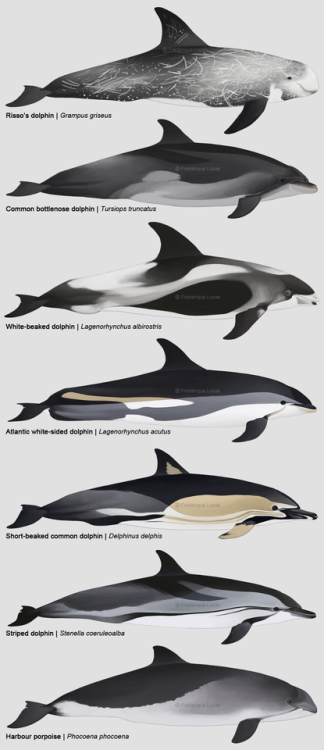 namu-the-orca:Marine Life of the Maritime Provinces,...