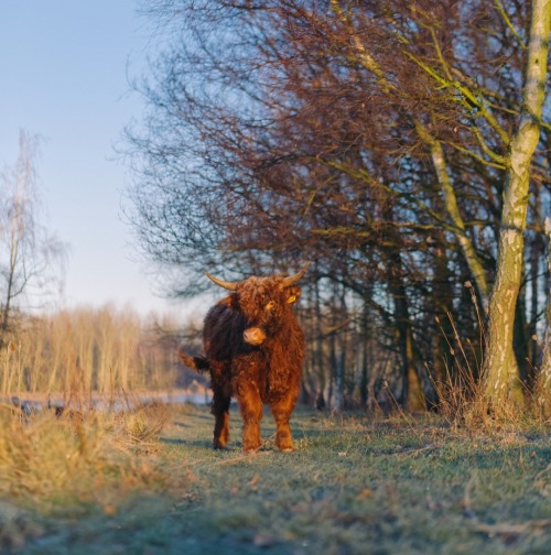 klaascows