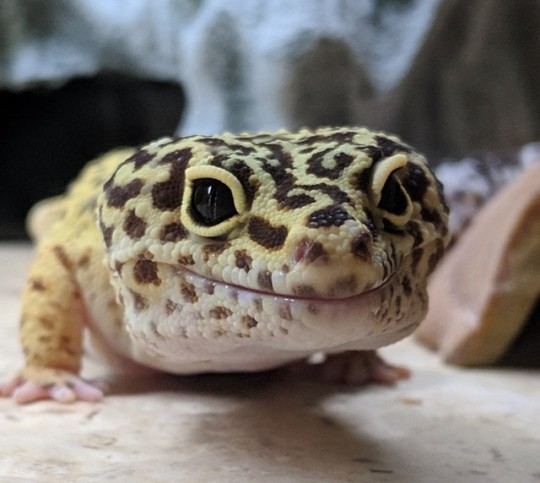 leopard gecko on Tumblr