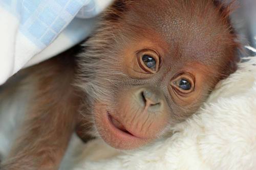 Baby Orangutan Thriving Under Keepers’ CareA baby...