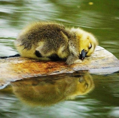 awwww-cute:Nap time (Source: https://ift.tt/2xMOXB5)