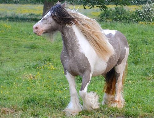 Les Légendes Celtiques - Elevage d'Irish Cob