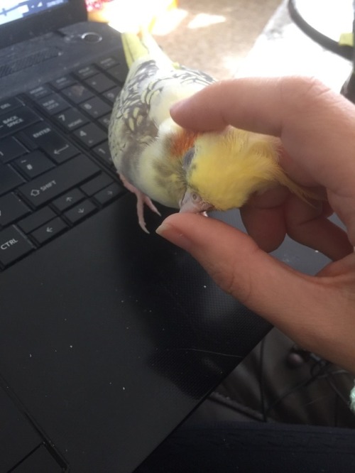 thatdoodlebug:Birb is life ❤️❤️