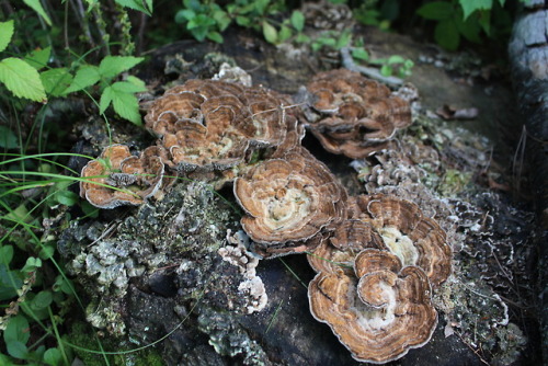 aloneforeverwithoutyou:Mushrooms ΦjΦ by Ajsta