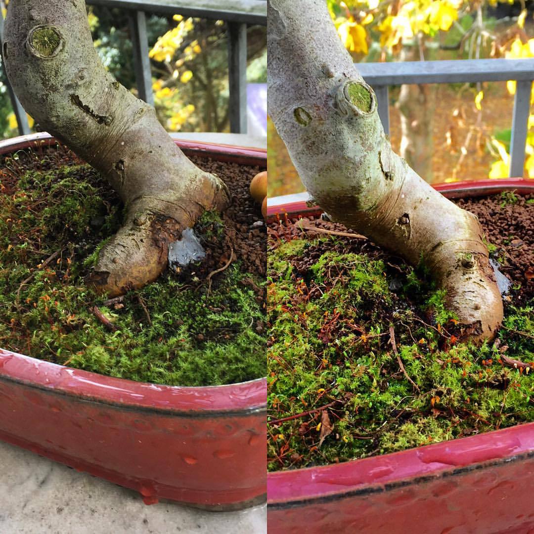 Bonsai Hamburg Tiny Trees Wurzelansatz Nebari Meines