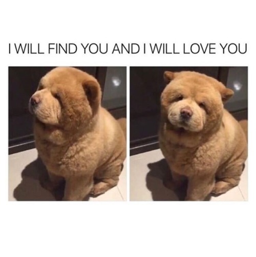 teddy bear dog on Tumblr
