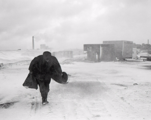 edoardojazzy:Cookie in the snow, Lynemouth, Northumberland,...