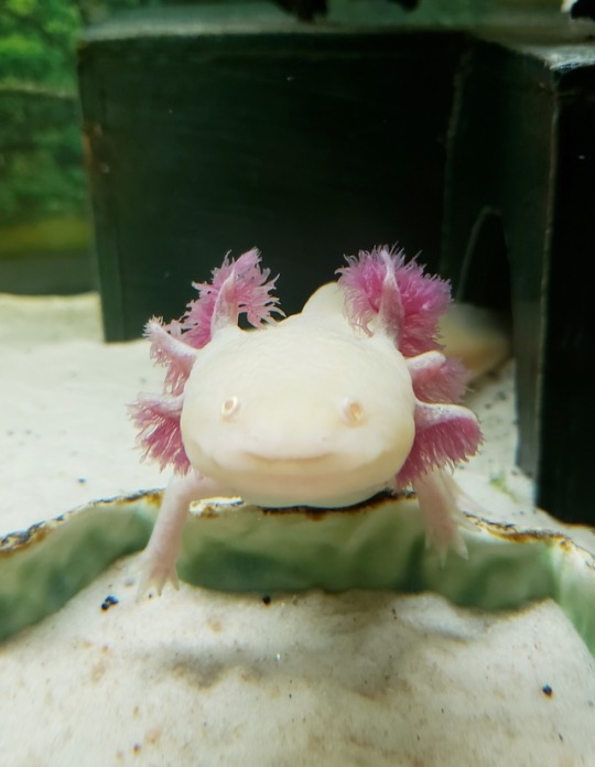 axolotl on Tumblr