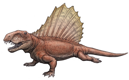 The two measures of teeth, Dimetrodon (1878)... - The Evolution of Life ...