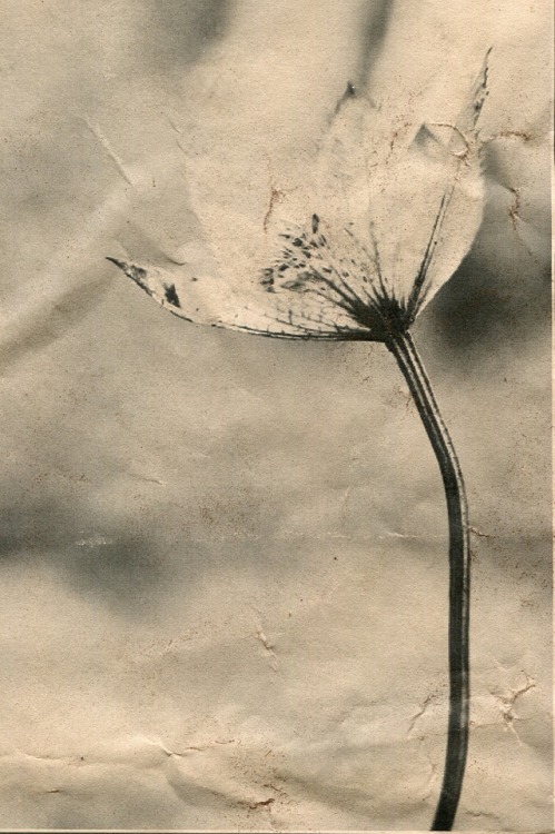 landscapes bnw black and white swan nature botanical garden flowers janasojka artists on tumblr art experimental concept art contemporaryart